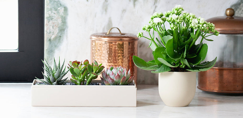 How Plant Delivery Services Make Mother’s Day Special