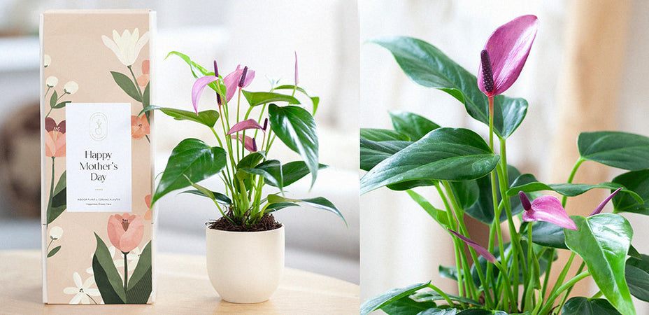 Effortless Elegance: The Perfect Succulent Gardens for Mother’s Day