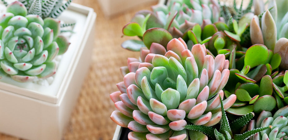 Therapy Within Reach: Mental Well-being with Succulents and Rose Quartz