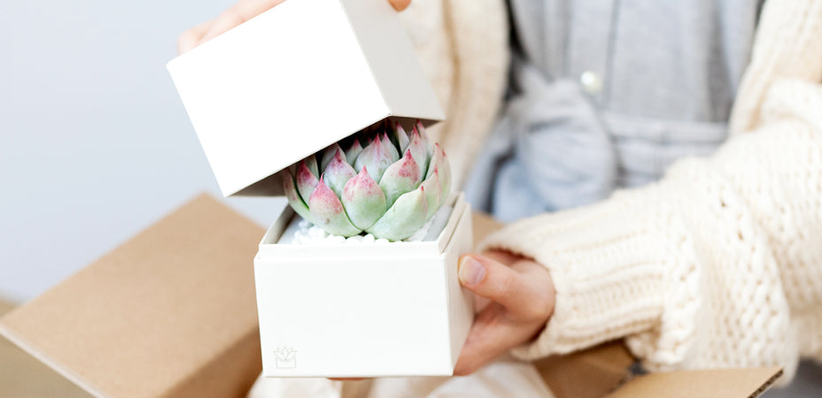 Why To Consider Online Plant Delivery