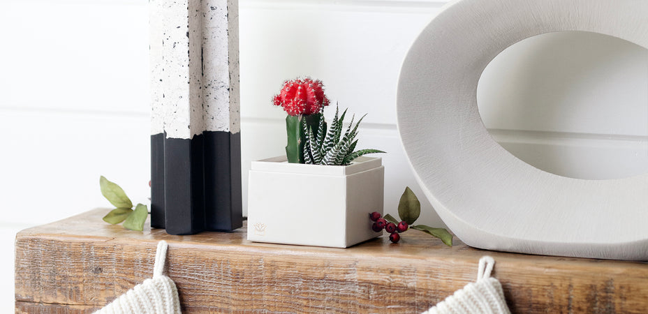 Top 10 Eco-Friendly Succulent Gifts for the Holidays: Thoughtful Curated Gifts