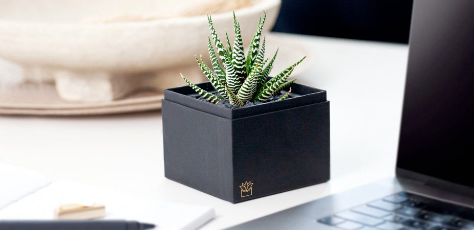 How To Improve Company Culture: Gifting and Appreciation