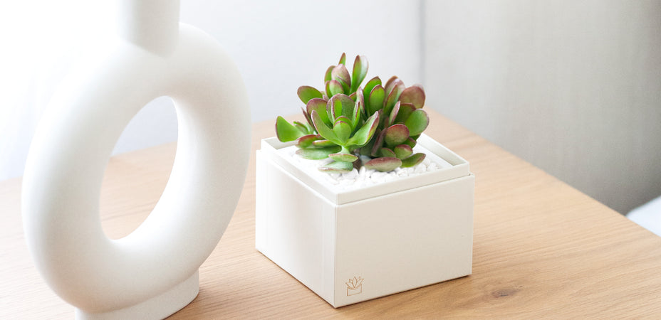 How To Plant, Grow, and Care for a Money Plant