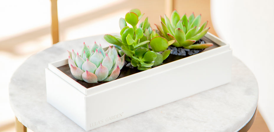 How To Shop For Plant Lovers With Plant Delivery