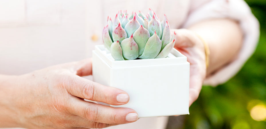 The Complete Guide To Succulent Care