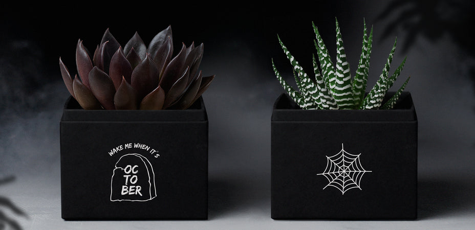 Spook-tacular Succulents: Trick or Treat Your Halloween Decor!
