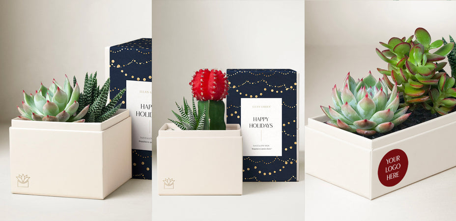 Why Lula’s Garden Eco-Friendly Succulent Gardens Make the Best Holiday Gifts for Your Small Team