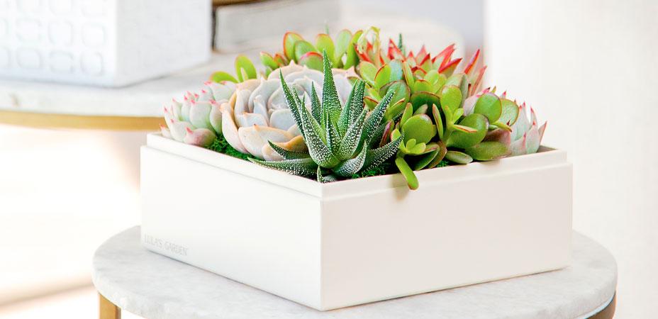 How To Plant, Grow, and Care for Christmas Cactus