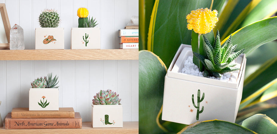 Transform Your Patio and Balcony with Lula’s Garden’s Summer Sun Collection