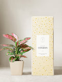 Plant in planter next to a gift box. - Image 