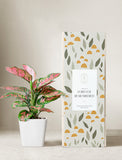 Plant in planter next to a gift box. - Image 