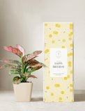 Plant in planter next to a gift box. - Image 