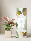 Plant in planter next to a gift box. - Image 