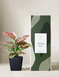 Plant in planter next to a gift box. - Image 