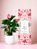 Succulents in gift box. - Image 