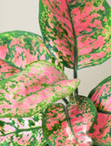 Close up of plant. - Image 