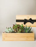Succulents in gift box. - Image 
