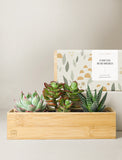 Succulents in gift box. - Image 