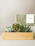 Succulents in gift box. - Image 