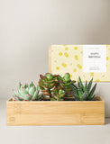 Succulents in gift box. - Image 