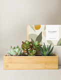 Succulents in gift box. - Image 