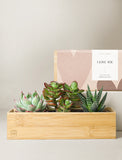 Succulents in gift box. - Image 
