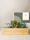 Succulents in gift box. - Image 