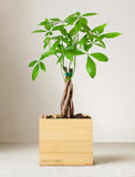 Plant in gift box. - Image 