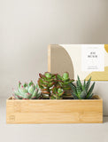 Succulents in gift box. - Image 