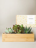 Succulents in gift box. - Image 