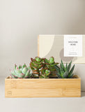 Succulents in gift box. - Image 
