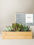 Succulents in gift box. - Image 