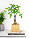 Plant in gift box. - Image 