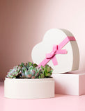 Succulents in gift box. - Image 