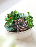 Succulents in gift box. - Image 