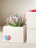 Echeveria succulent with pink-tipped leaves in a white gift box featuring a patriotic heart decal and red ribbon. - Image 