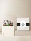 Succulents in gift box. - Image 