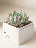 Succulents in gift box. - Image 
