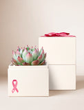 Succulents in gift box. - Image 