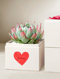Green and pink succulent in a white gift box featuring a red heart and the text the best. - Image 