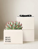 Succulents in gift box. - Image 