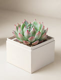 Succulents in gift box. - Image 