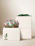 Succulents in gift box. - Image 