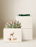 Succulents in gift box. - Image 
