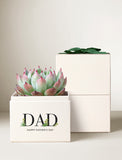 Succulent plant in a cream gift box labeled DAD with a green ribbon, perfect for a Father's Day gift. - Image 