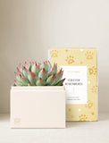 Succulents in gift box. - Image 