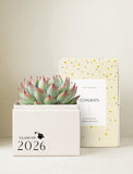 Succulents in gift box. - Image 