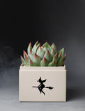 Succulents in gift box. - Image 