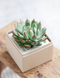 Succulents in gift box. - Image 
