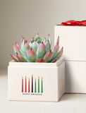 Succulents in gift box. - Image 
